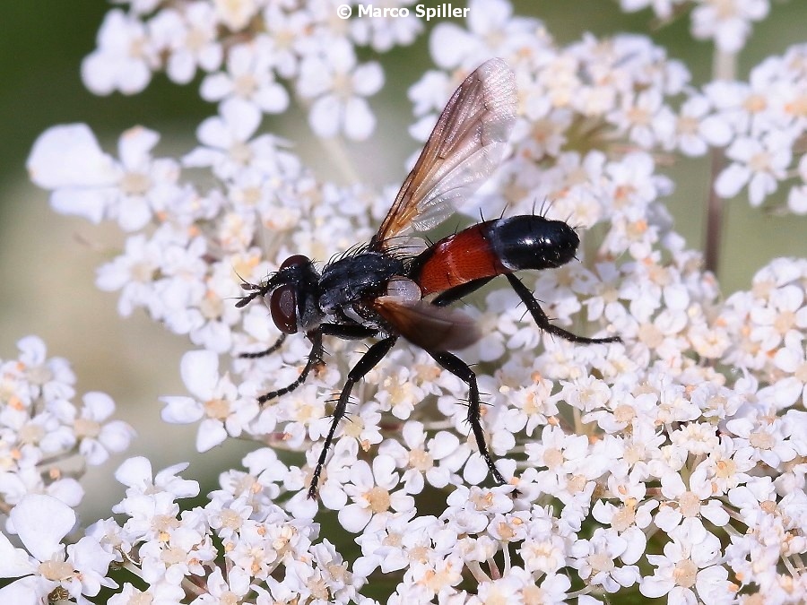 Cylindromya brassicaria